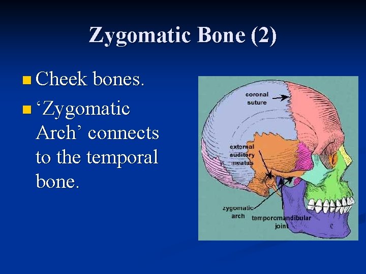 Zygomatic Bone (2) n Cheek bones. n ‘Zygomatic Arch’ connects to the temporal bone.