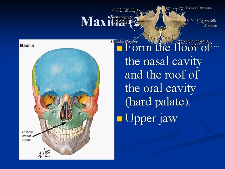 Maxilla (2) n Form the floor of the nasal cavity and the roof of