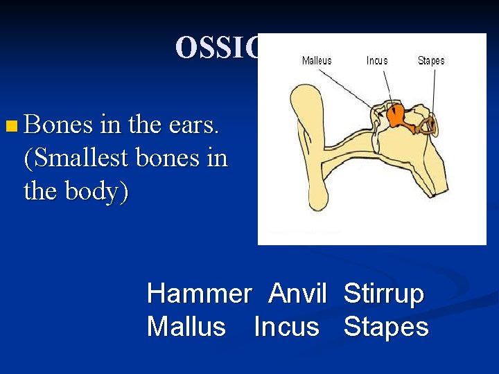 OSSICLES n Bones in the ears. (Smallest bones in the body) Hammer Anvil Stirrup