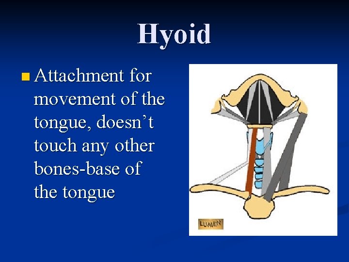 Hyoid n Attachment for movement of the tongue, doesn’t touch any other bones-base of