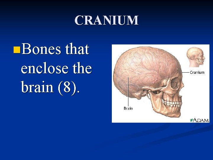 CRANIUM n. Bones that enclose the brain (8). 