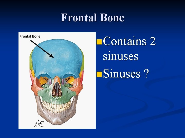 Frontal Bone n Contains 2 sinuses n Sinuses ? 