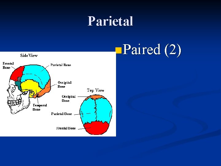 Parietal n Paired (2) 