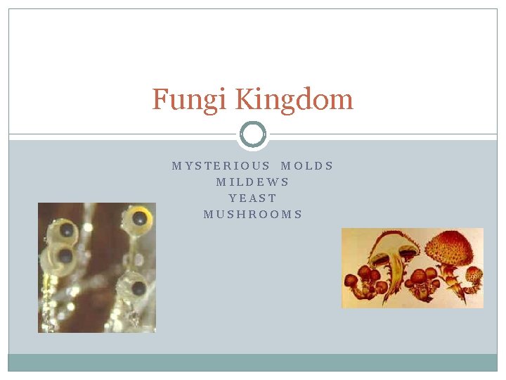 Fungi Kingdom MYSTERIOUS MOLDS MILDEWS YEAST MUSHROOMS 