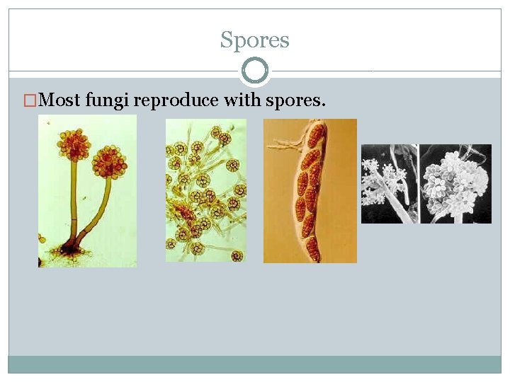 Spores �Most fungi reproduce with spores. 