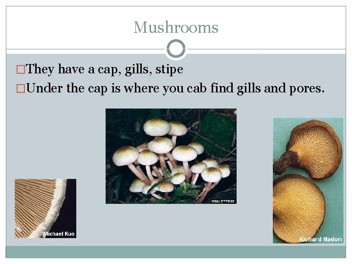 Mushrooms �They have a cap, gills, stipe �Under the cap is where you cab