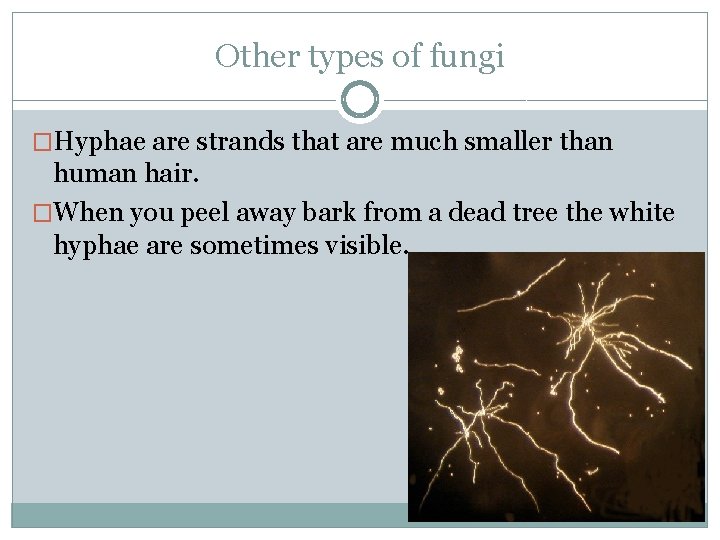 Other types of fungi �Hyphae are strands that are much smaller than human hair.