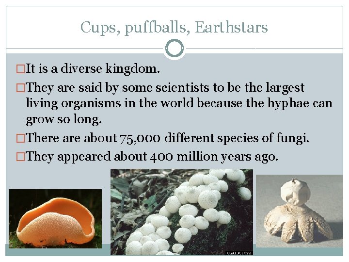 Cups, puffballs, Earthstars �It is a diverse kingdom. �They are said by some scientists