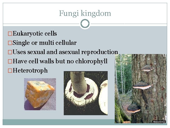 Fungi kingdom �Eukaryotic cells �Single or multi cellular �Uses sexual and asexual reproduction �Have