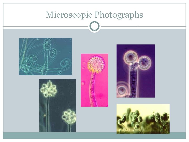 Microscopic Photographs 