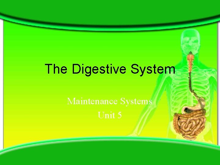 The Digestive System Maintenance Systems Unit 5 