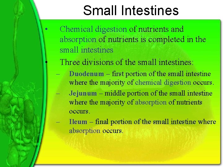 Small Intestines • • Chemical digestion of nutrients and absorption of nutrients is completed