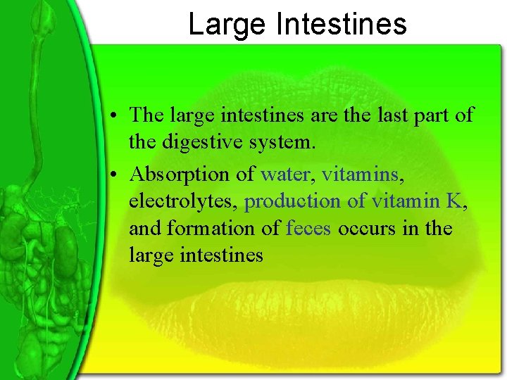 Large Intestines • The large intestines are the last part of the digestive system.