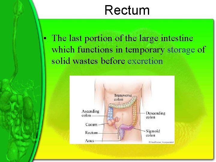 Rectum • The last portion of the large intestine which functions in temporary storage