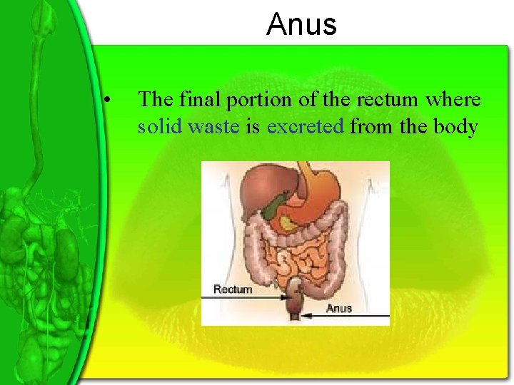 Anus • The final portion of the rectum where solid waste is excreted from