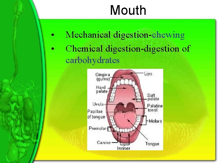 Mouth • • Mechanical digestion-chewing Chemical digestion-digestion of carbohydrates 