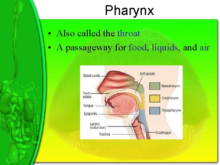 Pharynx • Also called the throat • A passageway for food, liquids, and air