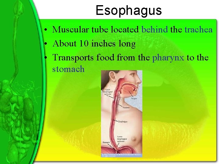 Esophagus • Muscular tube located behind the trachea • About 10 inches long •