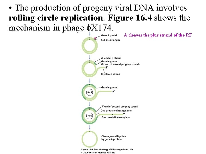  • The production of progeny viral DNA involves rolling circle replication. Figure 16.