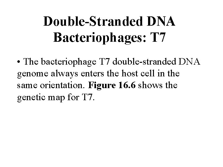 Double-Stranded DNA Bacteriophages: T 7 • The bacteriophage T 7 double-stranded DNA genome always