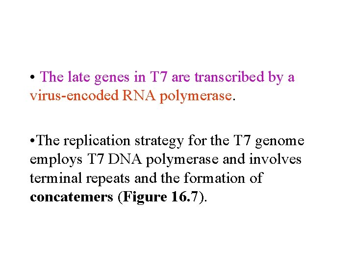  • The late genes in T 7 are transcribed by a virus-encoded RNA