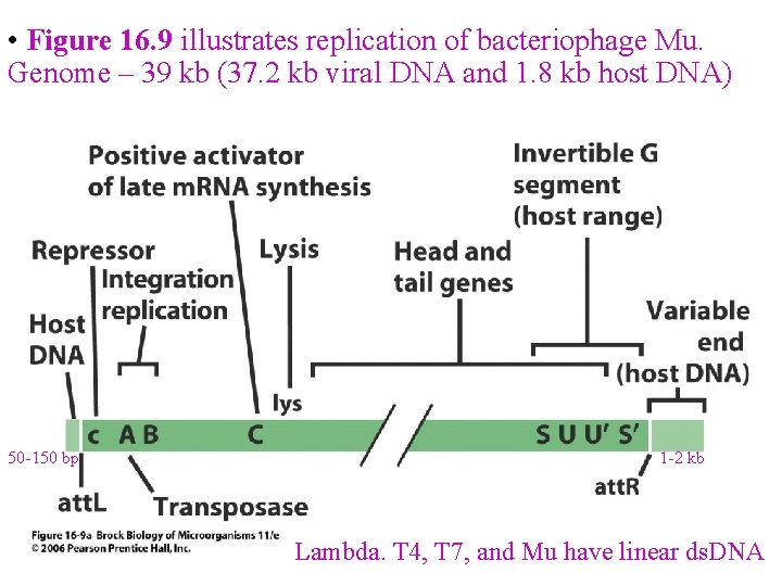  • Figure 16. 9 illustrates replication of bacteriophage Mu. Genome – 39 kb