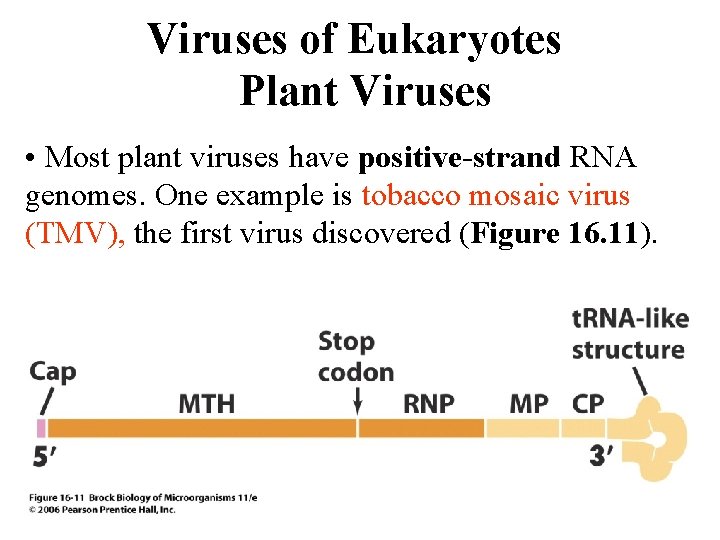 Viruses of Eukaryotes Plant Viruses • Most plant viruses have positive-strand RNA genomes. One