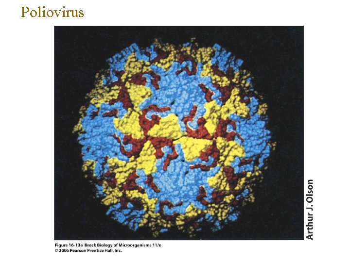 Poliovirus 