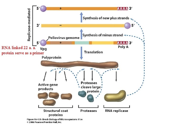 RNA linked 22 a. a. protein serve as a primer 