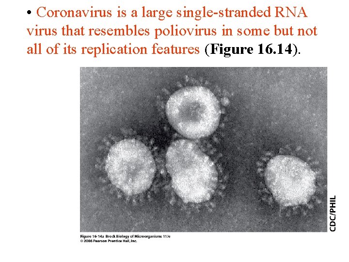  • Coronavirus is a large single-stranded RNA virus that resembles poliovirus in some