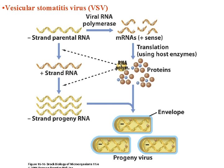  • Vesicular stomatitis virus (VSV) 