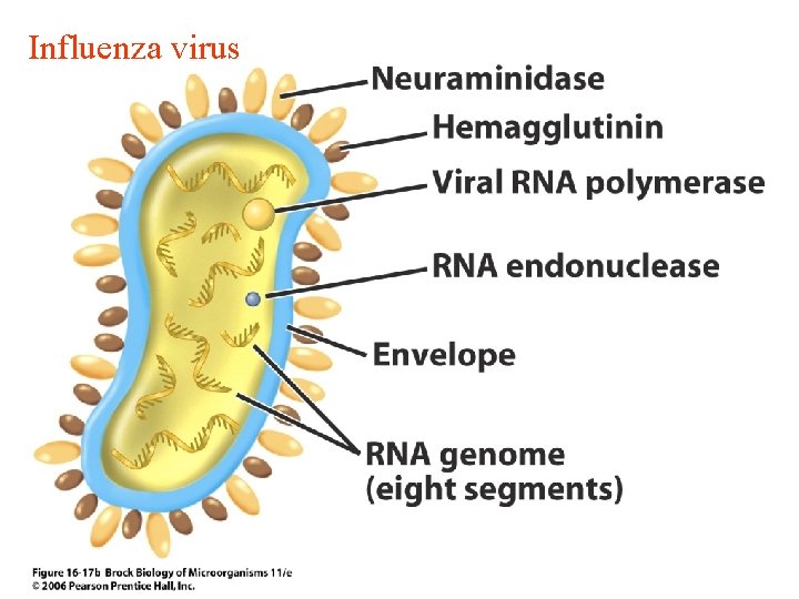 Influenza virus 