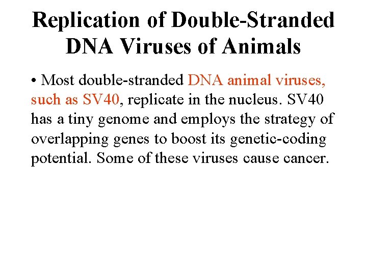 Replication of Double-Stranded DNA Viruses of Animals • Most double-stranded DNA animal viruses, such