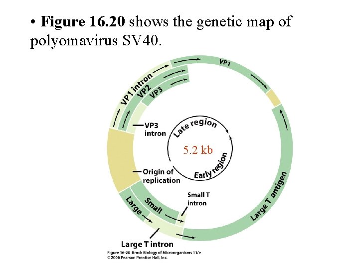  • Figure 16. 20 shows the genetic map of polyomavirus SV 40. 5.