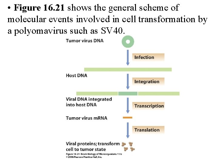  • Figure 16. 21 shows the general scheme of molecular events involved in