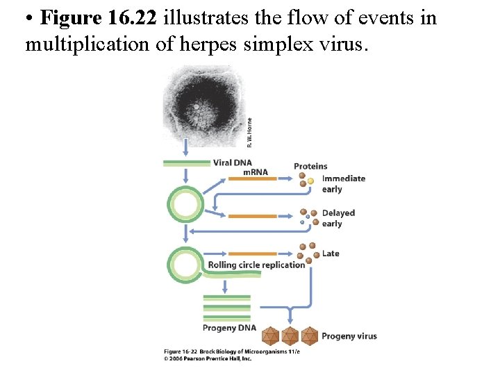  • Figure 16. 22 illustrates the flow of events in multiplication of herpes