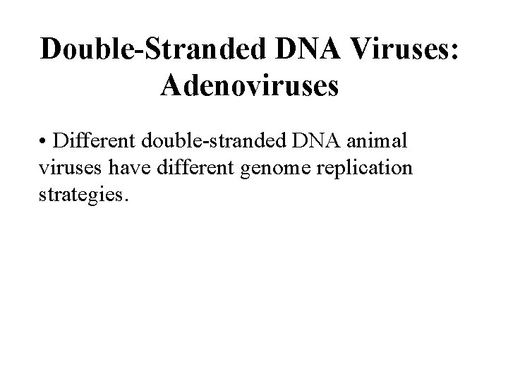 Double-Stranded DNA Viruses: Adenoviruses • Different double-stranded DNA animal viruses have different genome replication