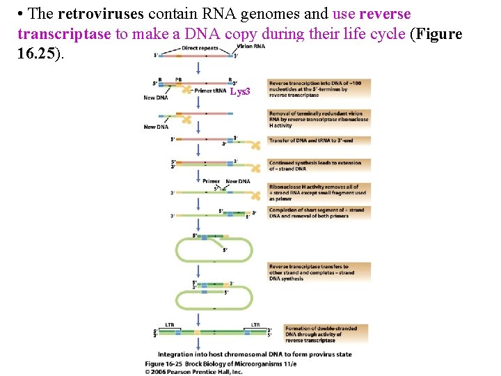  • The retroviruses contain RNA genomes and use reverse transcriptase to make a