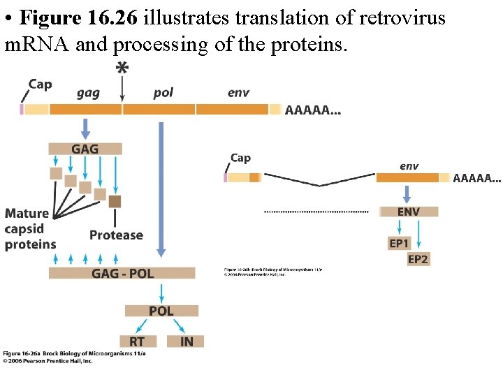  • Figure 16. 26 illustrates translation of retrovirus m. RNA and processing of