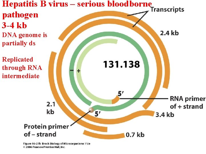 Hepatitis B virus – serious bloodborne pathogen 3 -4 kb DNA genome is partially