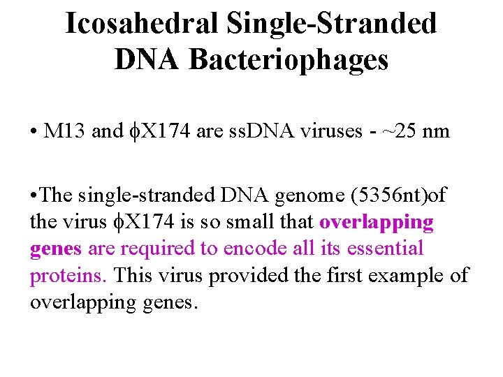 Icosahedral Single-Stranded DNA Bacteriophages • M 13 and X 174 are ss. DNA viruses