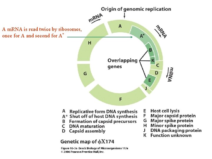 A m. RNA is read twice by ribosomes, once for A and second for