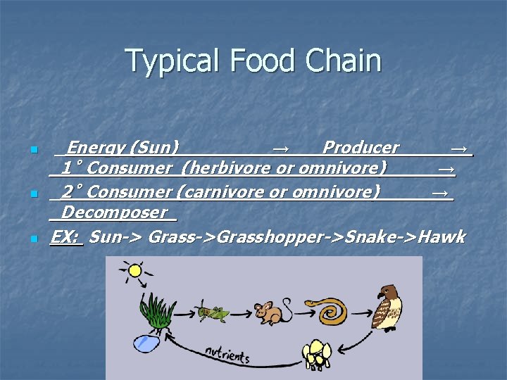 Typical Food Chain n _Energy (Sun)____ → __Producer____ → _1˚ Consumer (herbivore or omnivore)____