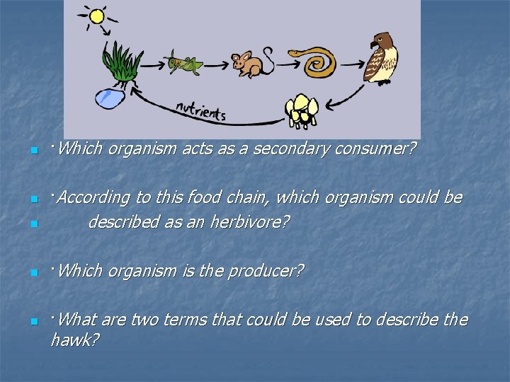 n ·Which organism acts as a secondary consumer? n ·According to this food chain,