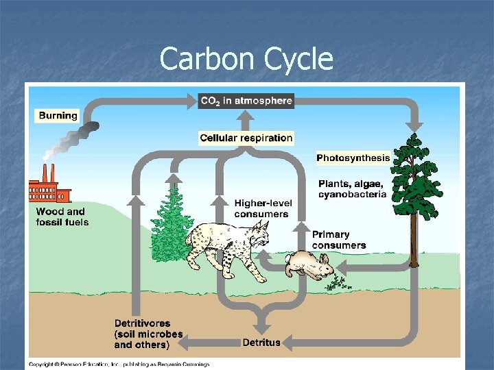 Carbon Cycle 