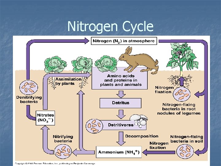 Nitrogen Cycle 