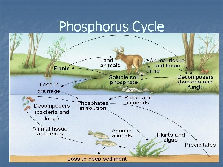 Phosphorus Cycle 