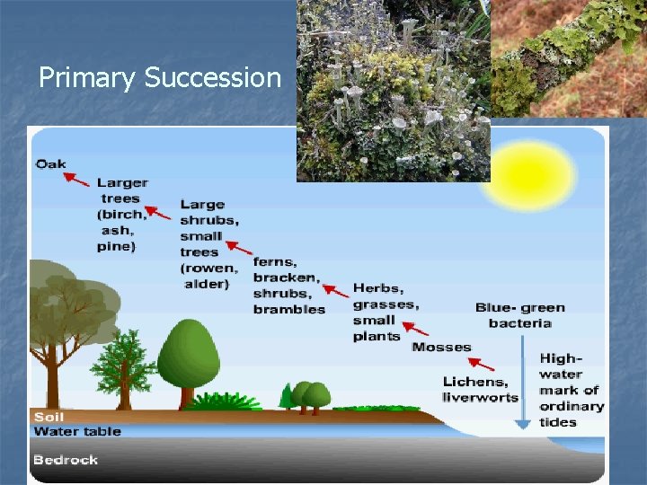 Primary Succession 