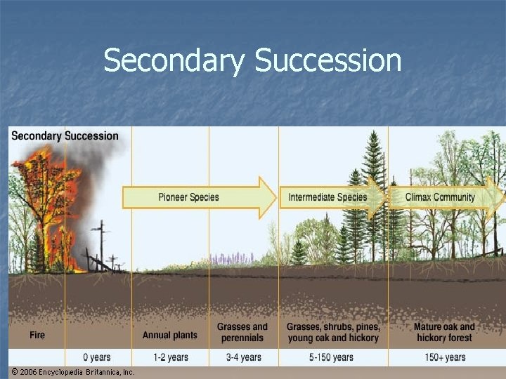 Secondary Succession 