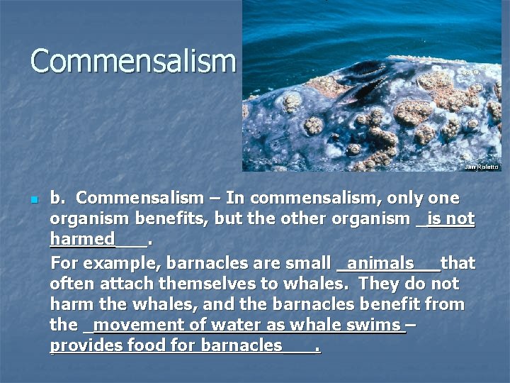 Commensalism n b. Commensalism – In commensalism, only one organism benefits, but the other